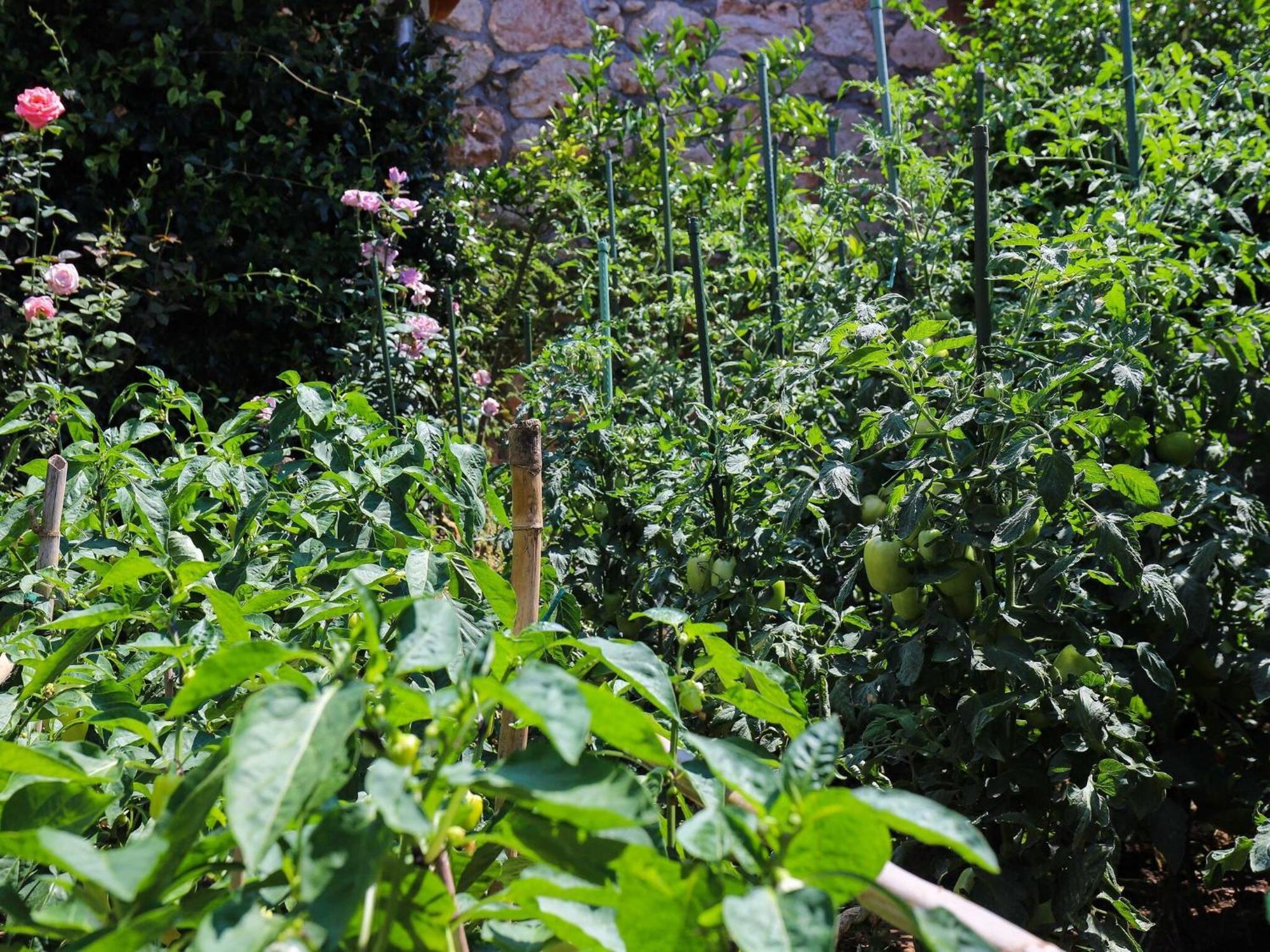 Apartment Garden M&M - One Bedroom Apartment Dubrovnik Exterior photo